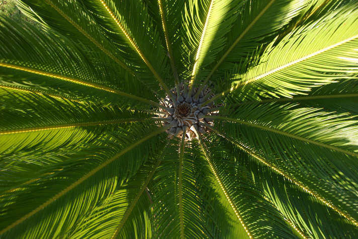 El palmeral se encuentra constituido básicamente por la palmera datilera (Phoenix dactylifera)
