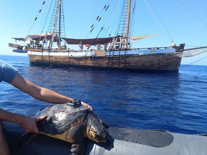 En la segunda mitad de la campaña se van a marcar con dispositivos de seguimiento satelital aportados por la Fundación Reina Sofía cuatro tortugas caguamas