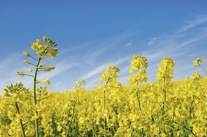 Existen distintas formas para fabricar biocombustibles, generalmente se usan reacciones químicas, fermentación y calor para descomponer los almidones, azúcares y otras moléculas de las plantas