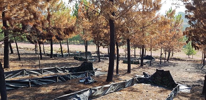 El proyecto europeo LIFE REFOREST comienza la   validación de sus pilotos en zonas afectadas por incendios forestales