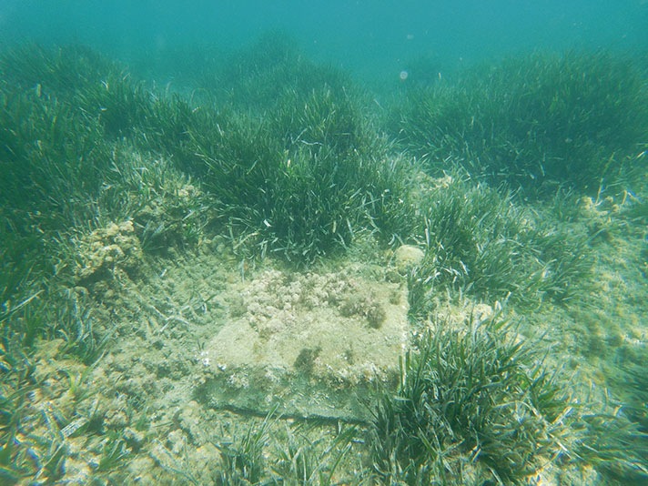 La Posidonia mediterránea, en peligro por la basuraleza