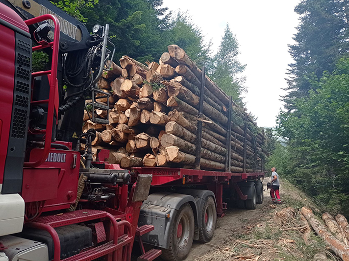 La biomasa forestal se convertirá en una herramienta fundamental para la descarbonización y el desarrollo industrial sostenible