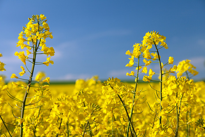 Los biocombustibles se fabrican a partir de fuentes renovables y biodegradables como el aceite vegetal, las grasas animales, los residuos de cultivos, el alcohol y las algas