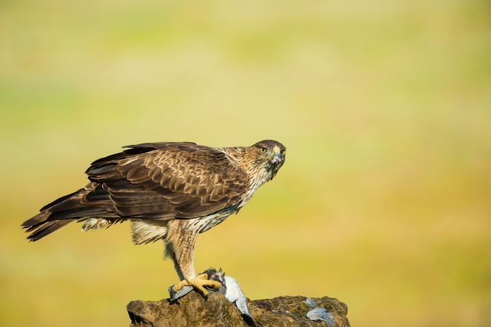 Tech4Nature, una iniciativa de IUCN y Huawei para mejorar la convivencia entre el turismo y la fauna gracias a la tecnología  