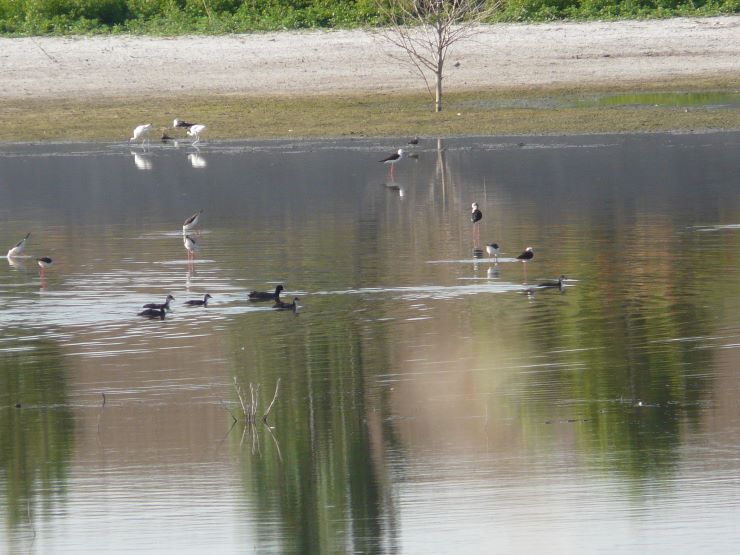 Aves en la laguna de la depuradora de Medina del Campo