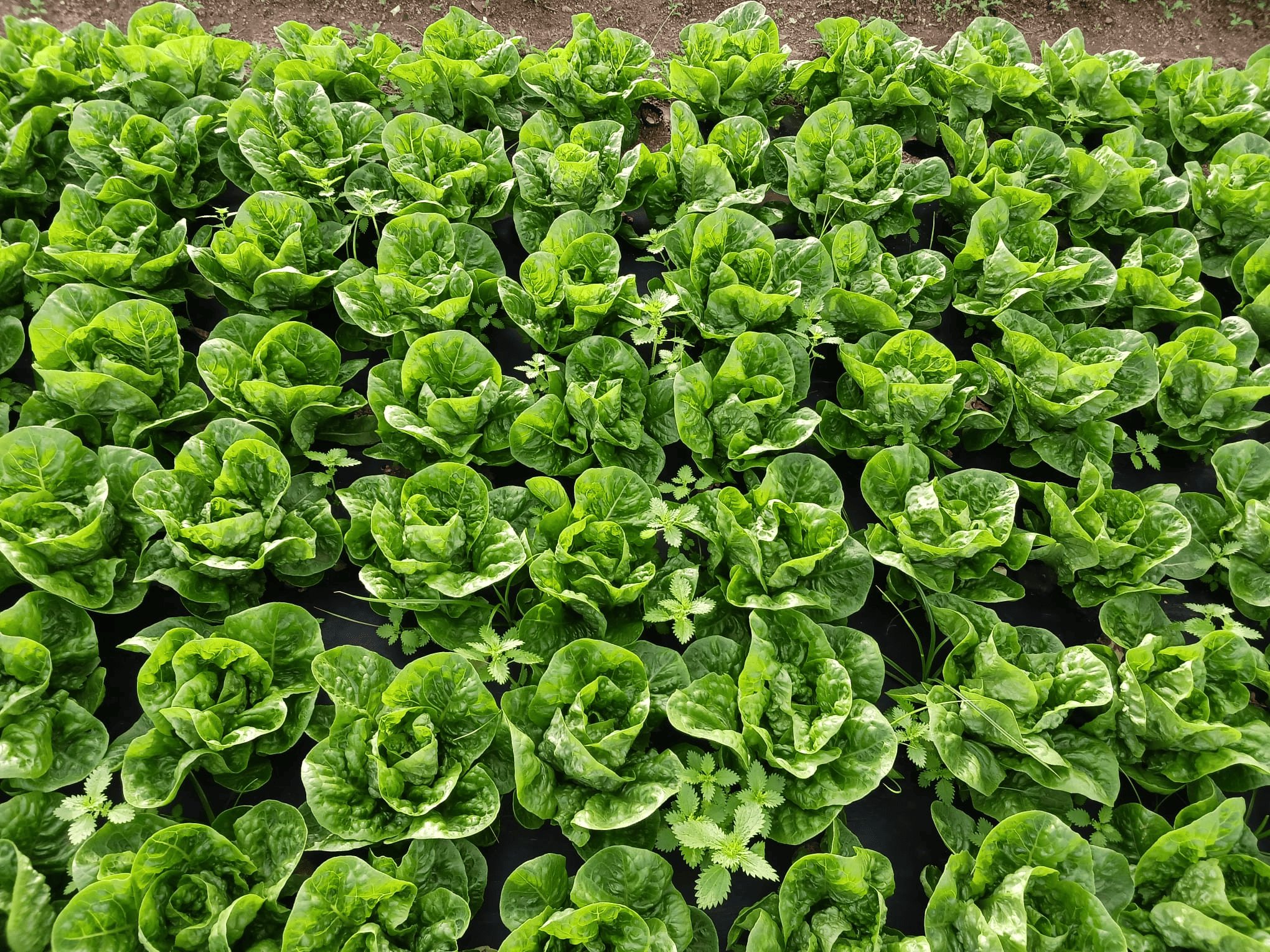 Damm y Ametller Origen lanzan BEER-SOIL: el innovador proyecto que convierte residuos cerveceros en fertilizantes orgánicos sostenibles