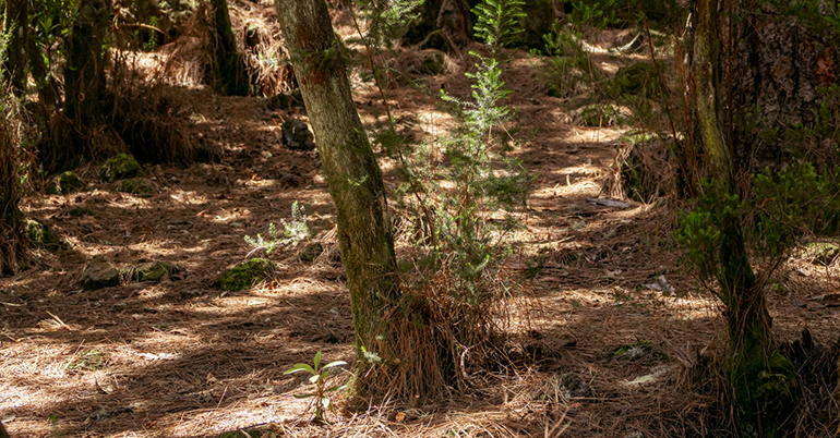 Gestión forestal, biomasa y descarbonización industrial: retos y oportunidades hacia 2030