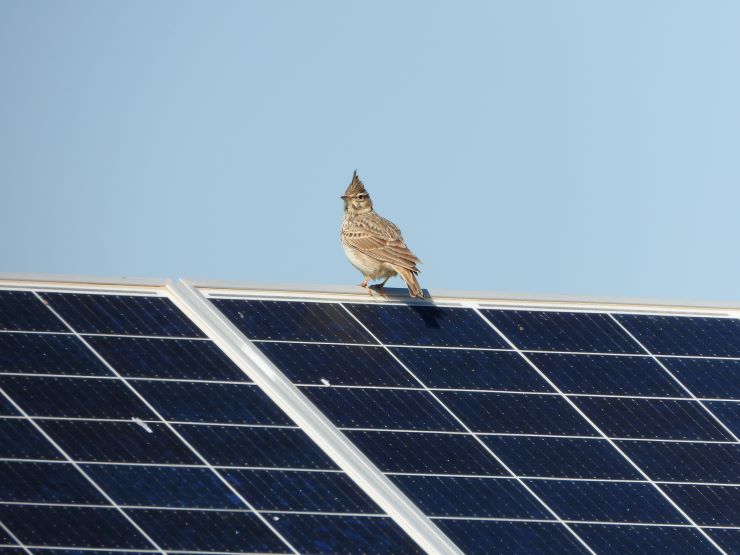 Los proyectos de energía solar en suelo son una doble oportunidad para la biodiversidad 