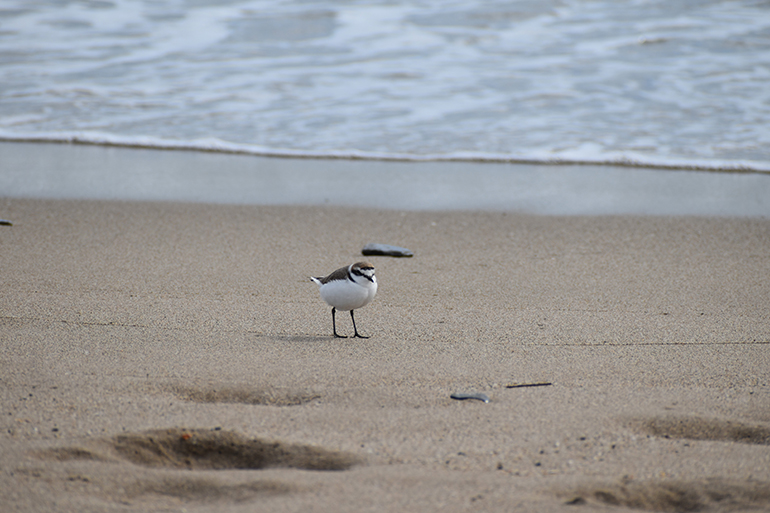 Corriol camanegre (mascle) (Charadrius alexandrinus)_Roger Puig (002)