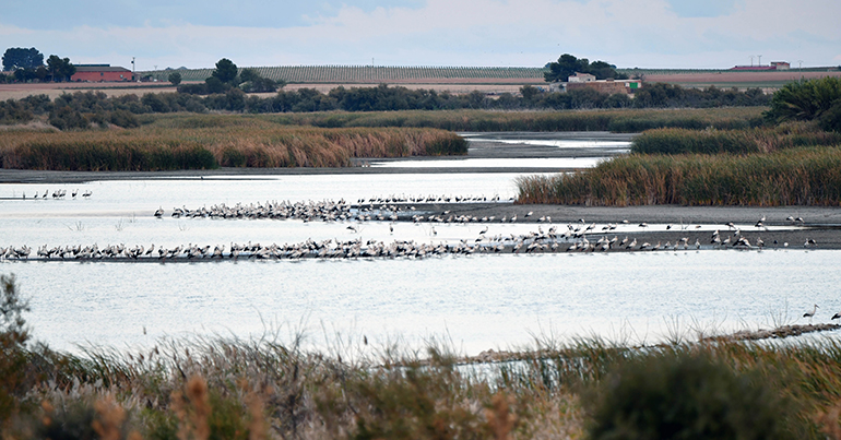 Llamamiento del Foro de la Economía del Agua para la recuperación de los humedales