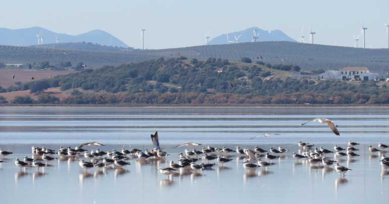 Un estudio señala que las gaviotas trasladan cientos de kilos de plástico de vertederos a reservas naturales