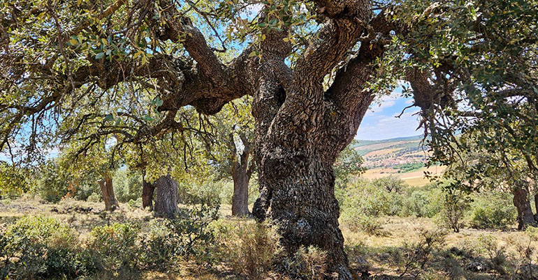 ¿Basta con repoblar para recuperar la biodiversidad? Las  aves lo ponen en duda