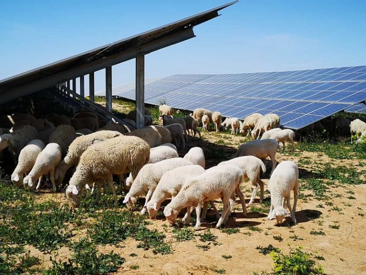 Ya son doce los proyectos fotovoltaicos que han obtenido el Sello de Excelencia en Sostenibilidad UNEF