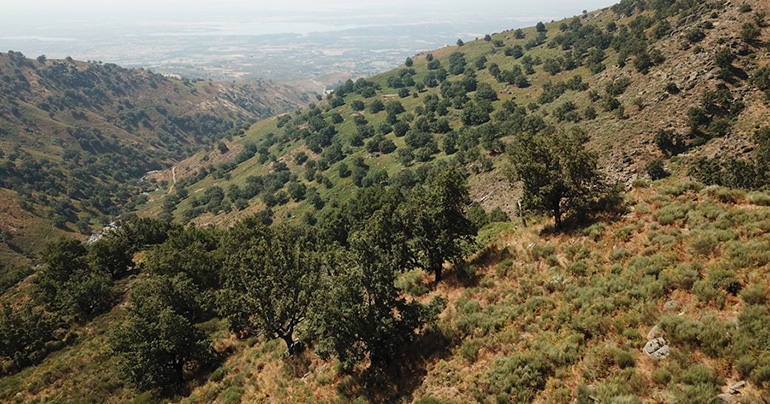 España pudo tener hace 10.000 años paisajes más parecidos a la sabana que al bosque