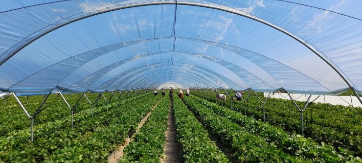 Innovadoras cubiertas para invernaderos que ahorran agua y energía y mejoran la rentabilidad