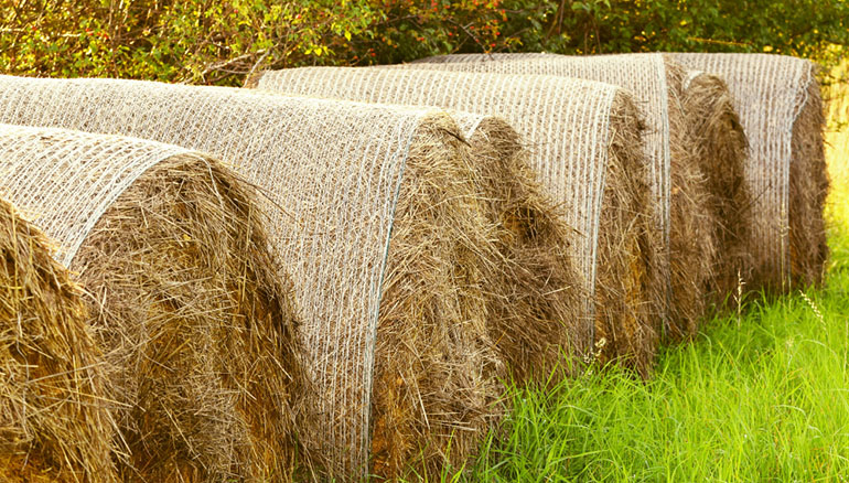 Una patente española consigue convertir la paja del arroz en energía