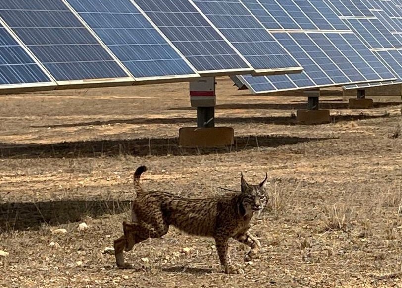 Al menos 8 especies del Catálogo Español de Especies Amenazadas habitan en plantas de energía solar en suelo