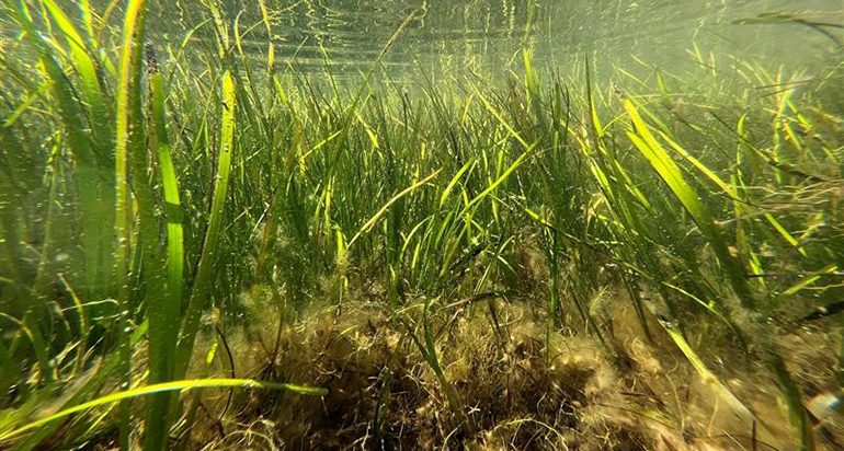MARVIVA desarrollará mallas biodegradables para restaurar praderas marinas y proteger la biodiversidad