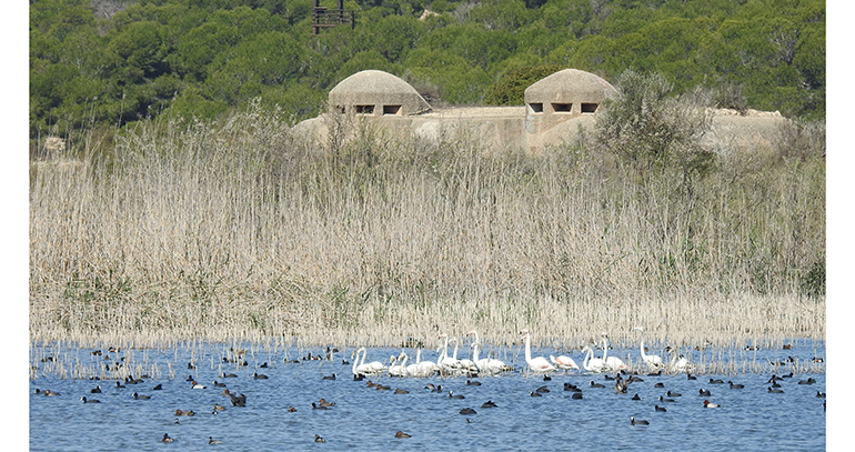 El proyecto IRIS impulsará la digitalización de las infraestructuras verdes en Alicante y Elche