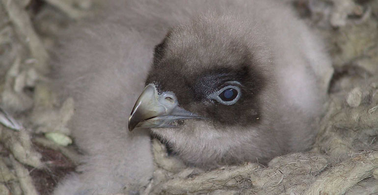 Un estudio pionero detecta contaminantes ambientales en huevos de aves protegidas de Andalucía
