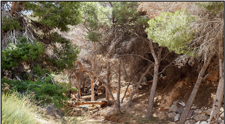 Torre Pacheco impulsa corredores verdes y azules para la resiliencia urbana