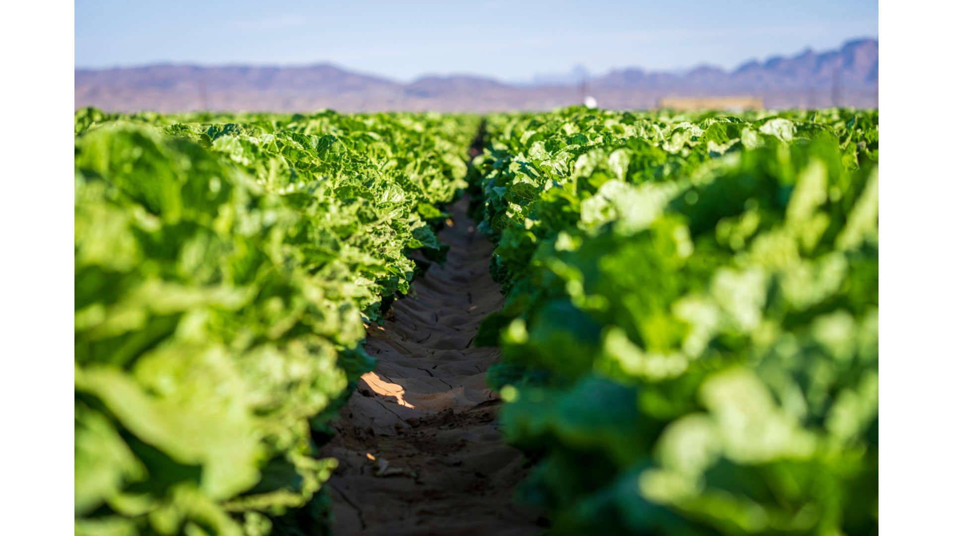 Recurso Agricultura ACCIONA RIEGO