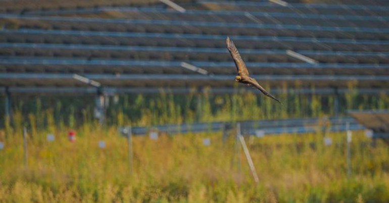 Los parques solares, aliados de la biodiversidad y la conservación de especies en España