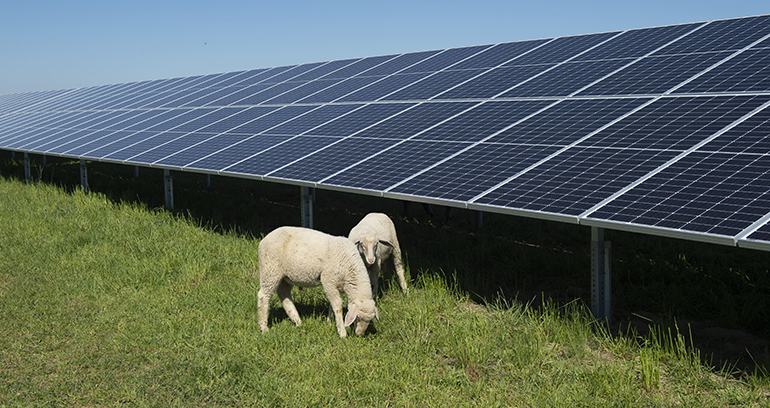 La energía solar fotovoltaica, clave para luchar contra el cambio climático