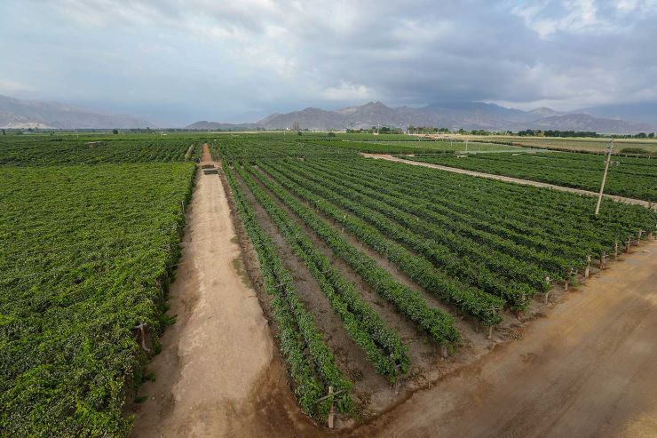 Riego agrícola con aguas residuales tratadas en el Valle de Ica, Perú