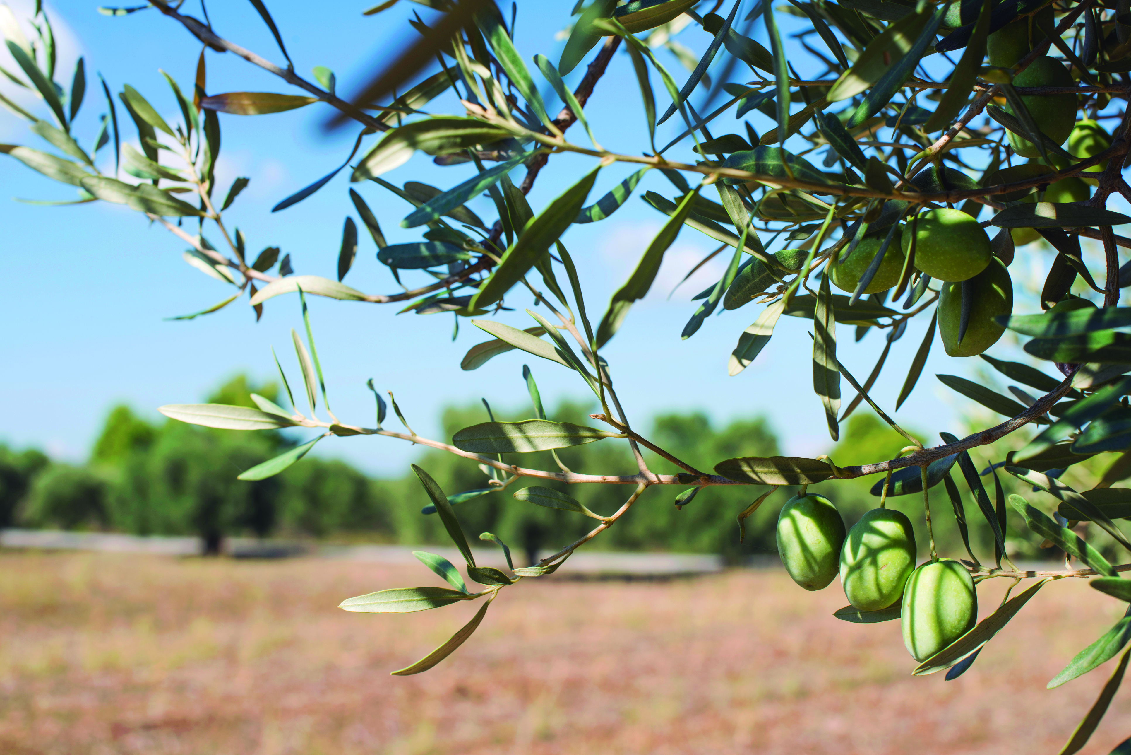 AGROMMATER tiene por objetivo la valorización de residuos y subproductos del ámbito agrícola en el desarrollo de nuevos materiales de bajo impacto medioambiental y fácil reciclabilidad 