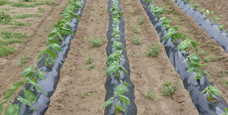 BC3 impulsa indicadores innovadores para un reparto justo del agua en la agricultura andaluza