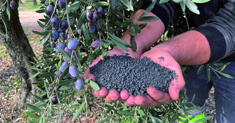 Carboliva y Arbequisur impulsan el uso del biochar en nuevas plantaciones de olivar superintensivo