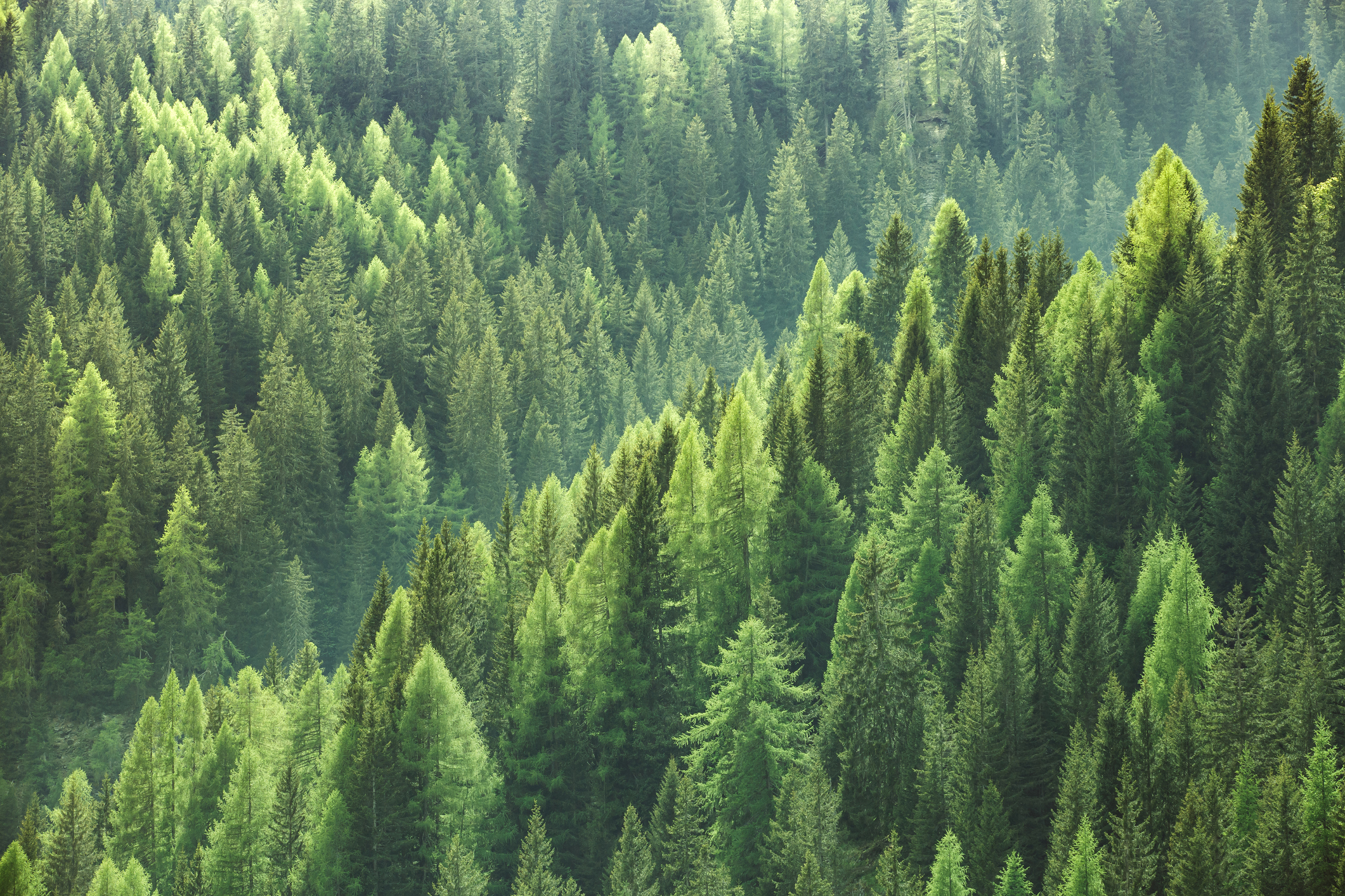 Nueva herramienta para medir la salud de los bosques europeos