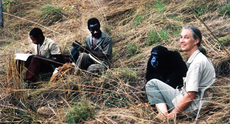 El Jane Goodall Institute utilizará la IA de AWS para digitalizar el trabajo de toda su vida