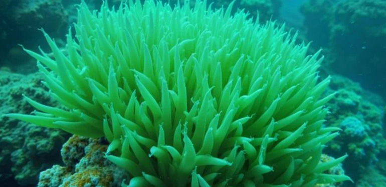 Investigadores de EE. UU. desarrollan un plástico biodegradable a partir de algas para reducir los residuos en los océanos