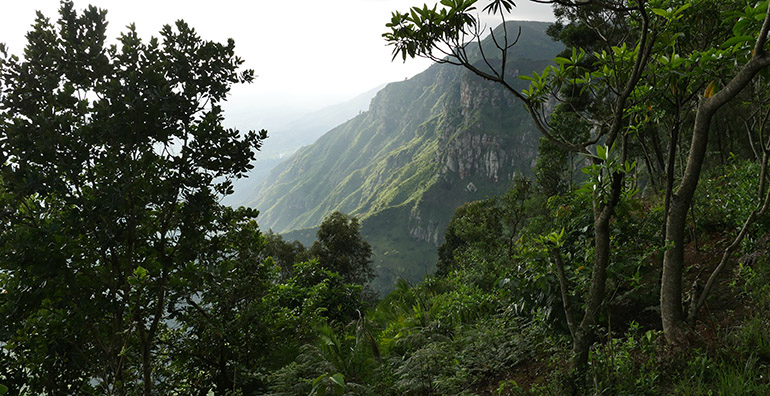 Ecosia alcanza el hito de los 250 millones de árboles plantados