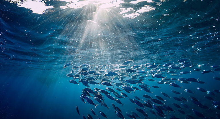 Calentamiento de los océanos provoca caída de hasta el 19,8% anual en la biomasa de peces