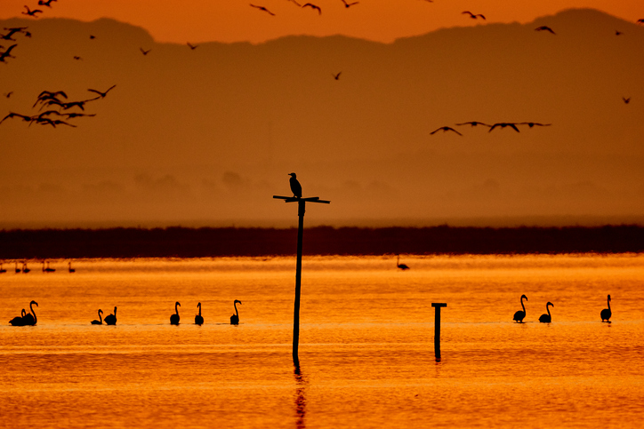 Doñana, Andalucía, España