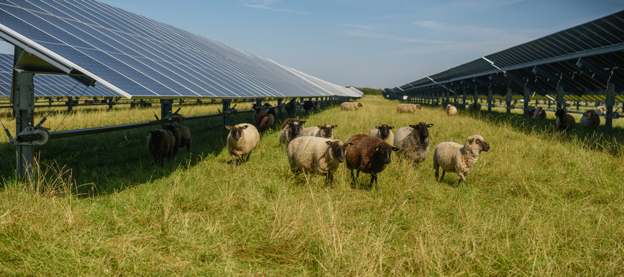 agrivoltaica