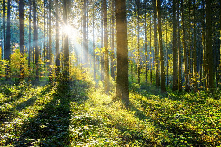 Los bosques europeos pierden capacidad para absorber carbono