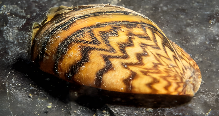 ENAC concede la primera acreditación en España para detectar el mejillón cebra mediante ADN ambiental