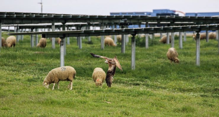 milano fotovoltaica fauna