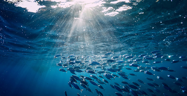 Entra en vigor un tratado internacional histórico que refuerza la protección de los océanos y la biodiversidad marina