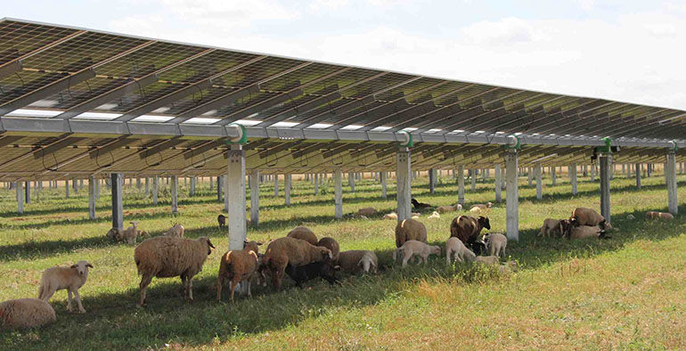 Endesa refuerza la prevención de incendios en sus plantas solares con pastores, drones y vehículos especializados