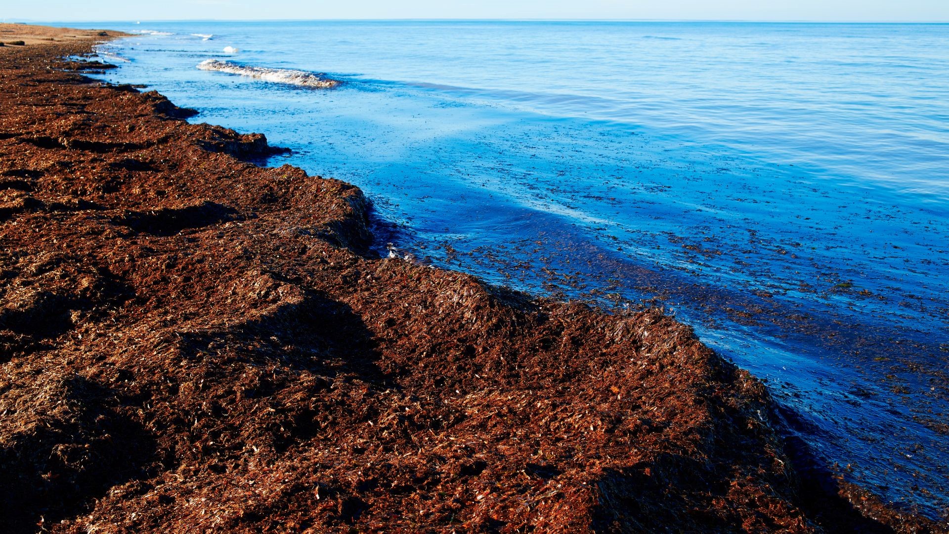 Los pastos marinos, necesarios para proteger las costas y afrontar el cambio climático