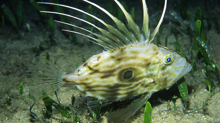 Un estudio internacional liderado por Azti alerta sobre el impacto del calentamiento en la biodiversidad de los mares europeos