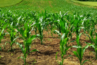 Las plantas domesticadas ofrecen mejores nutrientes  para la recuperación de los suelos