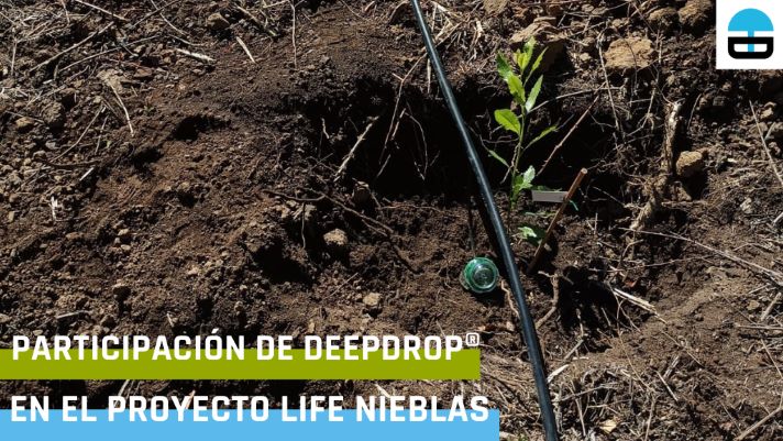 DeepDrop® System se empieza a aplicar en el proyecto LIFE Nieblas como posible sistema de riego para la reforestación