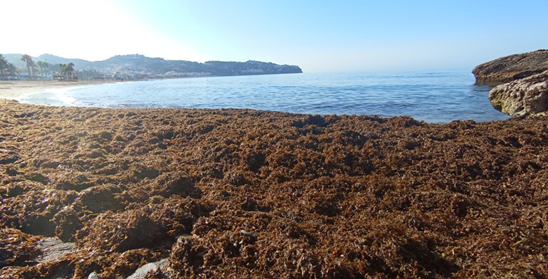 RUGUPLAS confirma el potencial de las algas invasoras para bioplásticos en el sector pesquero