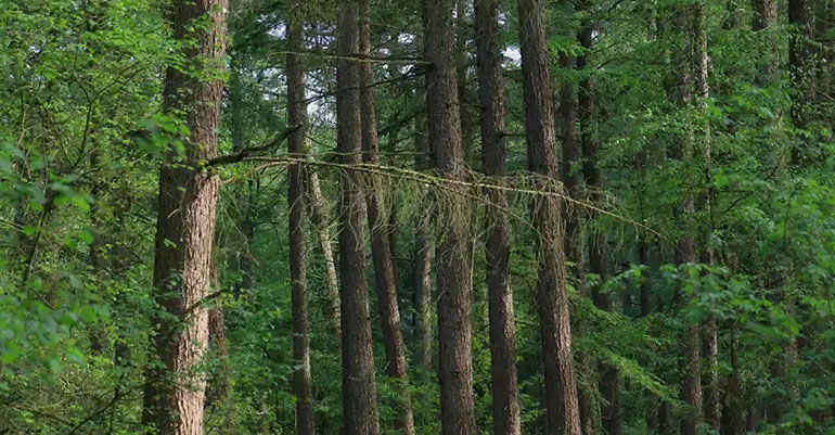 ASPAPEL reclama una gestión forestal activa para prevenir incendios y proteger los bosques